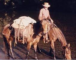 Horses can be trained for war but otherwise. Pack Animal Wikipedia
