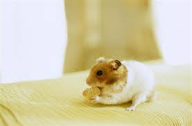 Was Konnen Hamster Essen Wie Man Ein Gluckliches Zuhause Fur Sein Haustier Schafft