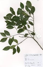 Image result for Pterocelastrus