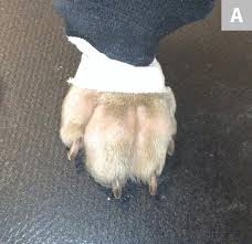 Carpal fractures and dislocations are common, the wrist is the most commonly injured joint in the body. Bandaging Complications Clinician S Brief