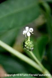 Image result for Morinda angolensis