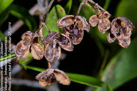 Image result for Gymnosporia arenicola