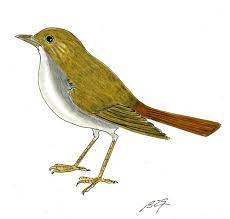 (oiseau) (songbird) nightingale n noun: Reconnaissance Des Chants D Oiseaux
