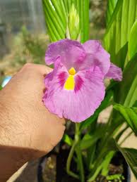 Image result for Siphonochilus