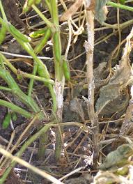 Maybe you would like to learn more about one of these? Plant Disease Pathogens And Cycles Cropwatch