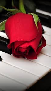 Find hd wallpapers for your desktop, mac, windows, apple, iphone or android device. Best Rose Wallpaper For Iphone 576x1024 Download Hd Wallpaper Wallpapertip