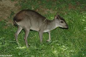 Image result for Clutia monticola