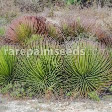 Image result for Cola natalensis