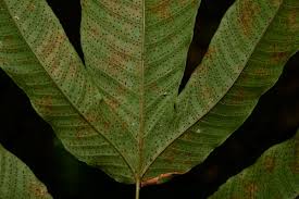 Image result for Tectaria fernandensis