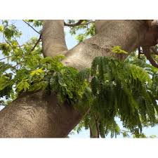 Image result for Albizia antunesiana