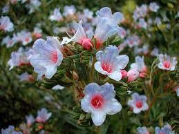 Image result for Xysmalobium