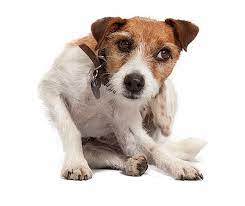 Help My Itchy Dog Prairie View Animal Hospital