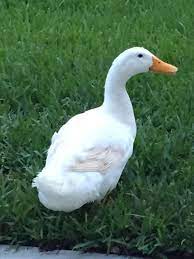 The pekin or white pekin is an american breed of domestic duck, raised primarily for meat. American Pekin Duck Rashes Backyard Chickens Learn How To Raise Chickens