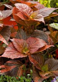 Image result for Acalypha allenii