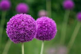 12 pack of purple and white tissue paper flower balls, pom pom flower balls, diy pom pom flowers, party pom poms, wedding decorations, decor sixstoregb 5 out of 5 stars (2,103) How To Grow And Care For Ornamental Alliums Gardener S Path