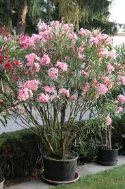 Oleander Erfolgreich Uberwintern Garten Pflanzen Garten Und Kubelpflanzen
