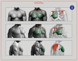 Bodystories is a book that engages the general reader as well as the serious student of anatomy. The Great Chest Muscle Pectoralis Major Anatomy For Sculptors On Artstation At Https Www Artstation Com Ar Human Muscle Anatomy Anatomy Arm Muscle Anatomy