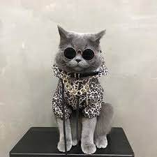 Champion Style Yellow Street Woolen Sweatshirt Costume For Small Medium Cats In 2020 Cute Baby Cats Hoodie Costume Cat Clothes