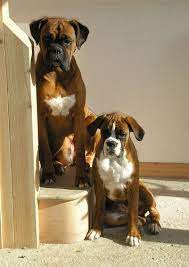 Check spelling or type a new query. Megs Georgia Boxer Dogs Boxer Puppies Boxer