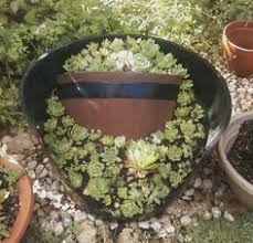 Let the water run through the pot when you water. 20 Best Heather S Hen And Chicks Plants 2017 Ideas Plants Hens And Chicks Chicks