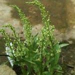 Image result for Liparis epiphytica