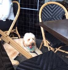 Check spelling or type a new query. Dog Friendly Places Near Me Sydney Pet Friendly Accommodation
