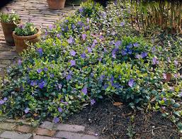 Image result for Vinca minor