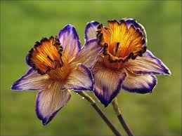 Narcissus December Birth Flower Meaning Sweetness Self Esteem And Vanity Narcissus Flower Rare Flowers Unusual Flowers