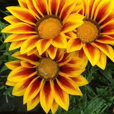 Image result for foto Gazánie