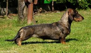 Image result for jezevčík drsnosrstý