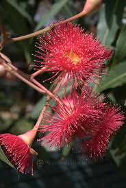 Image result for Eucalyptus ficifolia