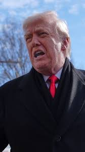 Home Front: A Forest Oasis in Carmel, Calif.