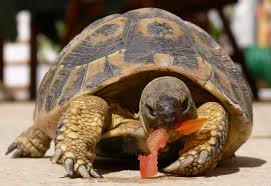 Eine für anfänger:innen gut geeignete art ist die gewöhnliche moschusschildkröte, sternotherus odoratus. Datei Schildkroete Jpg Wikipedia