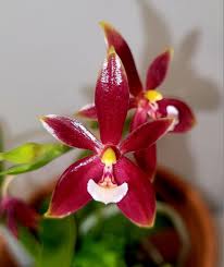 Image result for Rhipidoglossum globulosocalcaratum