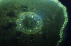 Image result for Lagarosiphon ilicifolius