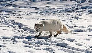 Acesta este definit ca fiind punctul de intersecție între axa de rotație⁠(d) a pământului și suprafața pământului în emisfera nordică, unde se întâlnesc toate meridianele⁠(d) și fusele orare. Ce Animale TrÄƒiesc La Polul Nordic 2021