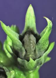 Image result for Libocedrus plumosa