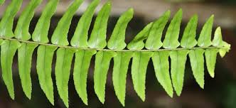 Image result for Nephrolepis