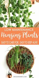 To really add a statement to your front porch or gazebo, you need to know the best plants for hanging baskets. Easy Care Indoor Hanging Plants