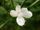 Image result for Barleria pseudosomalia