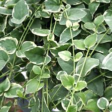 Image result for Vinca major