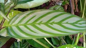 Image result for Ctenanthe marantifolia