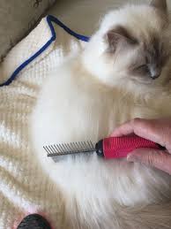 Remove pet hair from upholstery and fabric with dampened rubber gloves by running your hand over the surface to attract hair. Matted Hair In Cats Causes And Tips Catitude Cat Sitting Sydney S North Shore And Beaches Catitude Cat Sitting Sydney S North Shore And Beaches