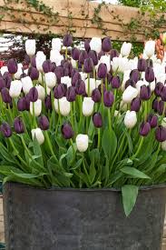 We did not find results for: 25 Beauty Tulips Arrangement Tips For Your Home Garden Planting Flowers Beautiful Flowers Tulips Arrangement