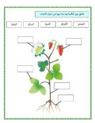 تحديد أجزاء النبات Language Arabic Grade Level 3 School Subject علوم Main Content النبات Other Contents النبات Worksheets Your Teacher Alphabet Worksheets