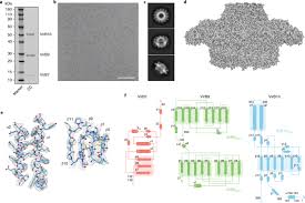 We did not find results for: Cryo Em Structure Of The Bacteria Killing Type Iv Secretion System Core Complex From Xanthomonas Citri Nature Microbiology