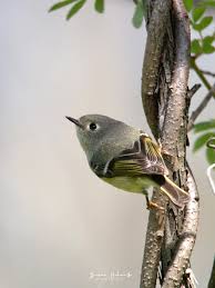 Susan Helmuth Photographer (@shelmuth19382)