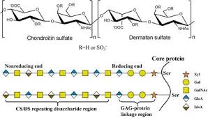Also known as junshan s li, jun liu, jun li shaw, julia li. Frontiers Research And Application Of Chondroitin Sulfate Dermatan Sulfate Degrading Enzymes Cell And Developmental Biology