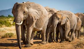 The list of extinct animals in africa features the animals that have become extinct on the african continent and its islands, like madagascar, mauritius, rodrigues, réunion, seychelles, saint helena, cape verde, etc. African Elephant Species Now Endangered And Critically Endangered Iucn Red List Iucn