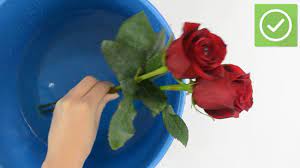 How To Keep Roses Fresh: 13 Steps (With Pictures) - Wikihow